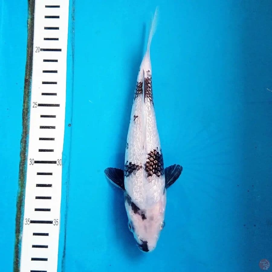 Shiro Ginrin 25cm