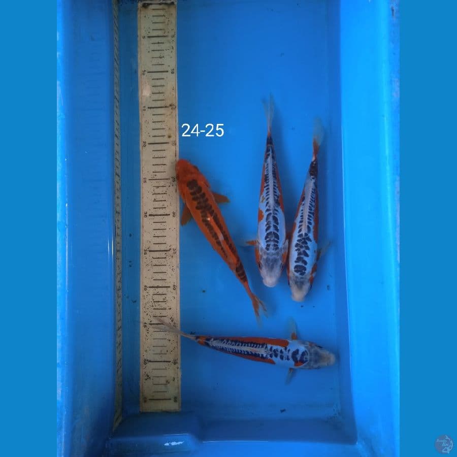 shusui 24-25cm