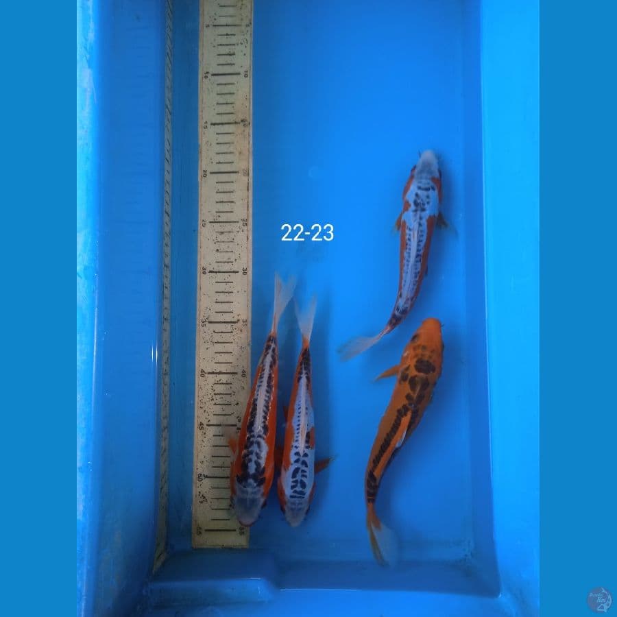 shusui 22-23cm