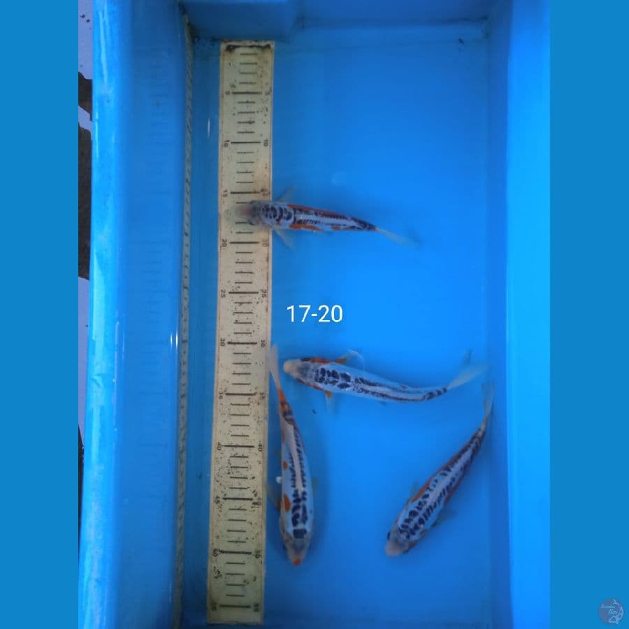 shusui 17-20cm