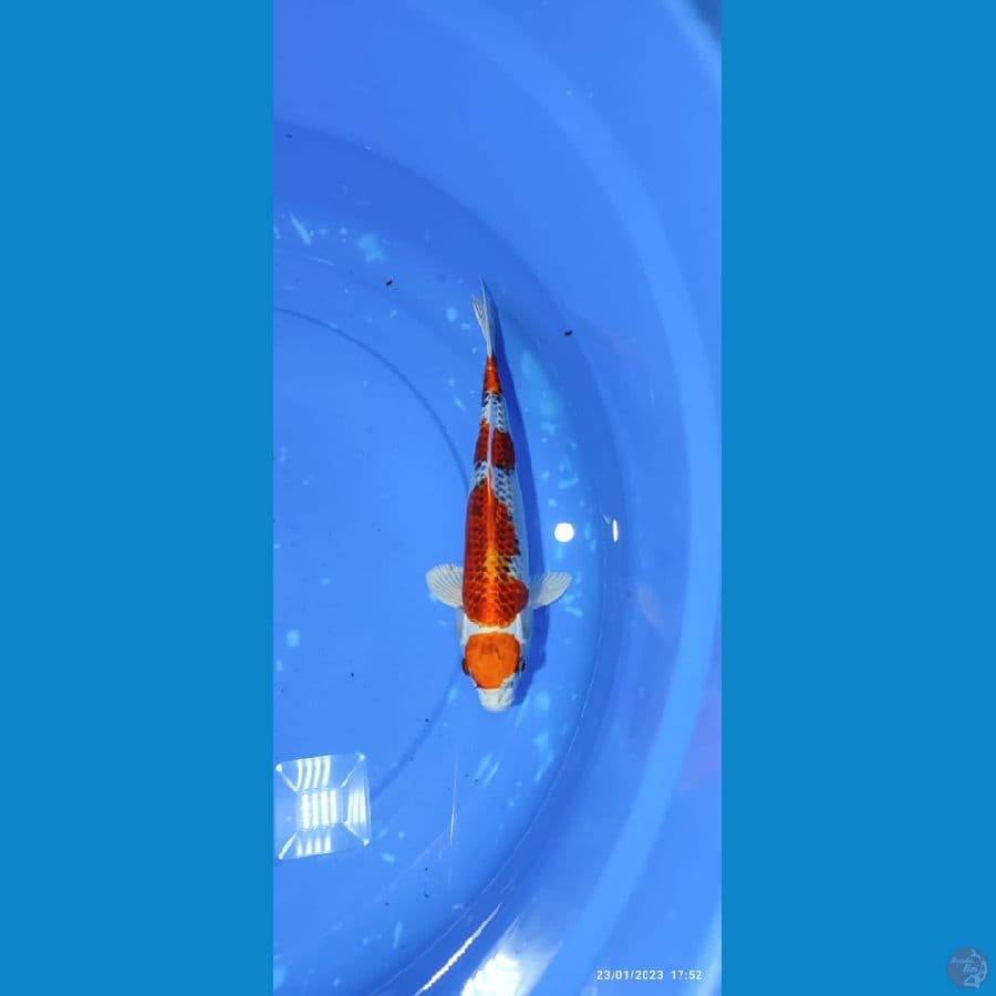 MARUTEN KUJAKU- 30 CM