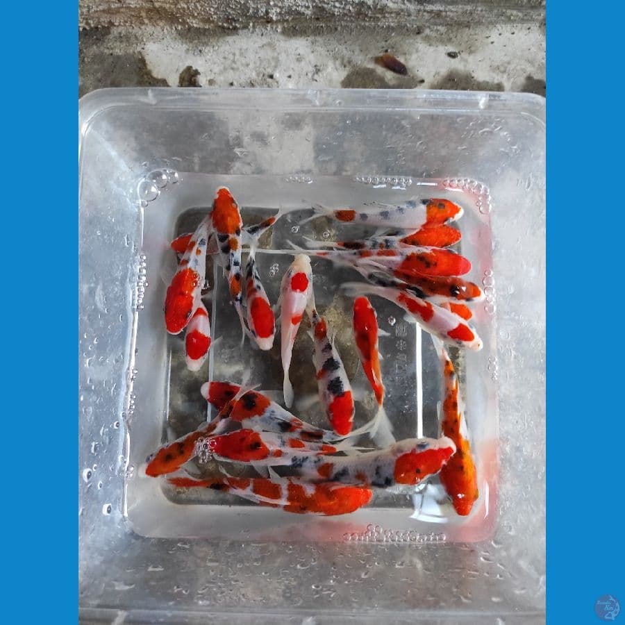 7-12CM - 20 ekor Original Patern