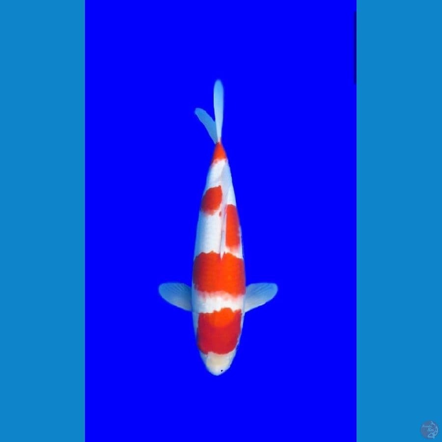 38cm kohaku F1