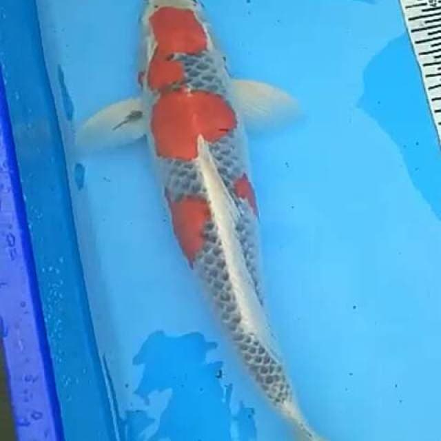 Goshiki Pejantan Tangguh 45 cm HQ