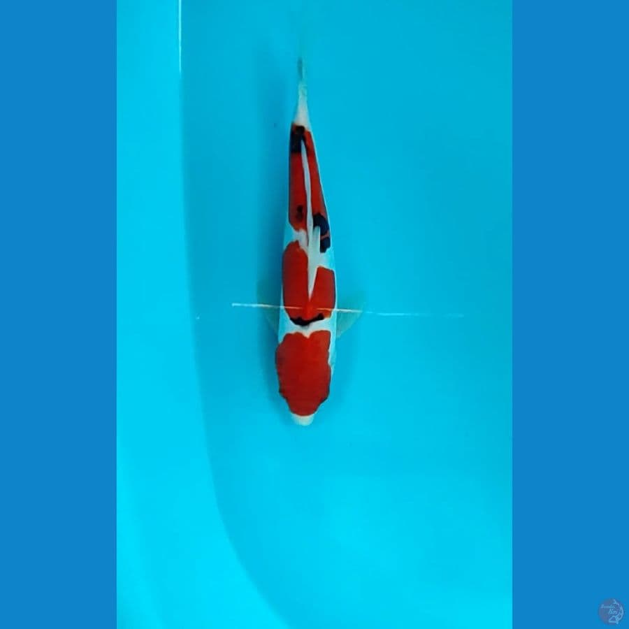 tsubosumi 25 cm