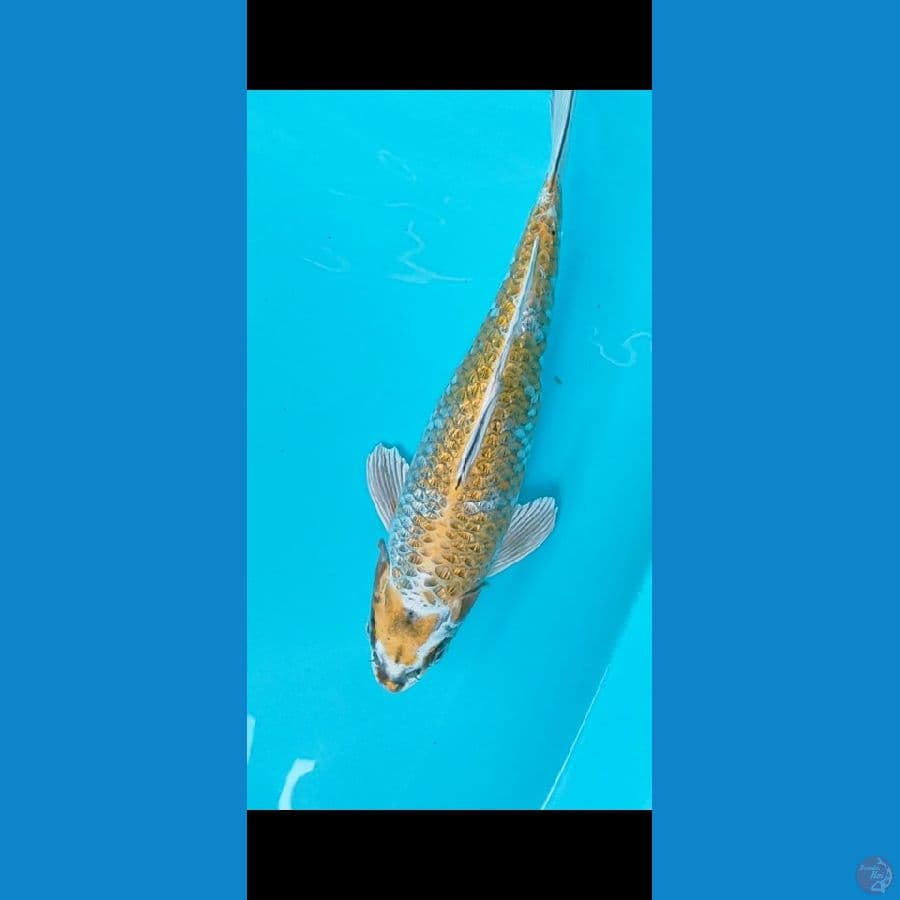 31 cm fukurin 3D