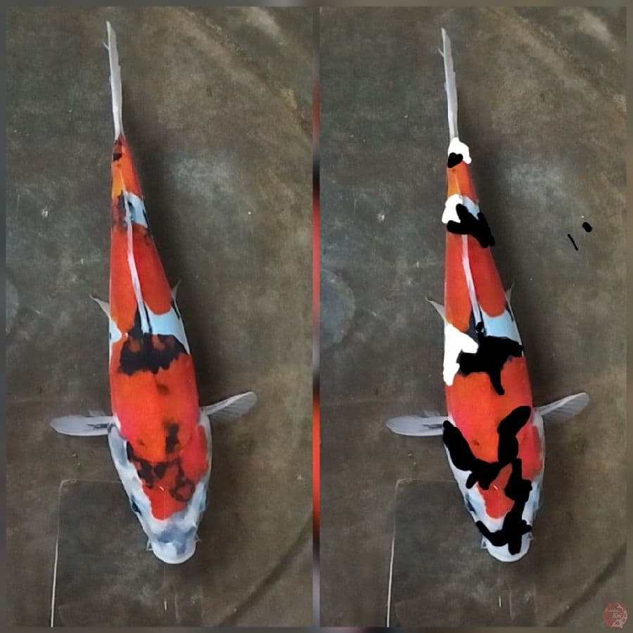 bahan seni 22cm