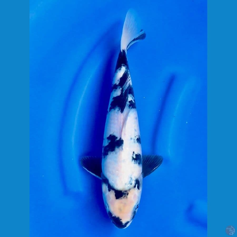 siro 35cm