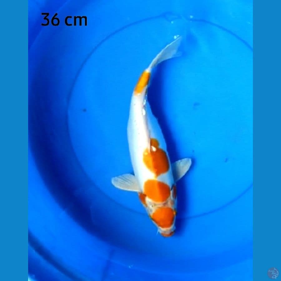 Maruten kohaku doitsu 36 cm