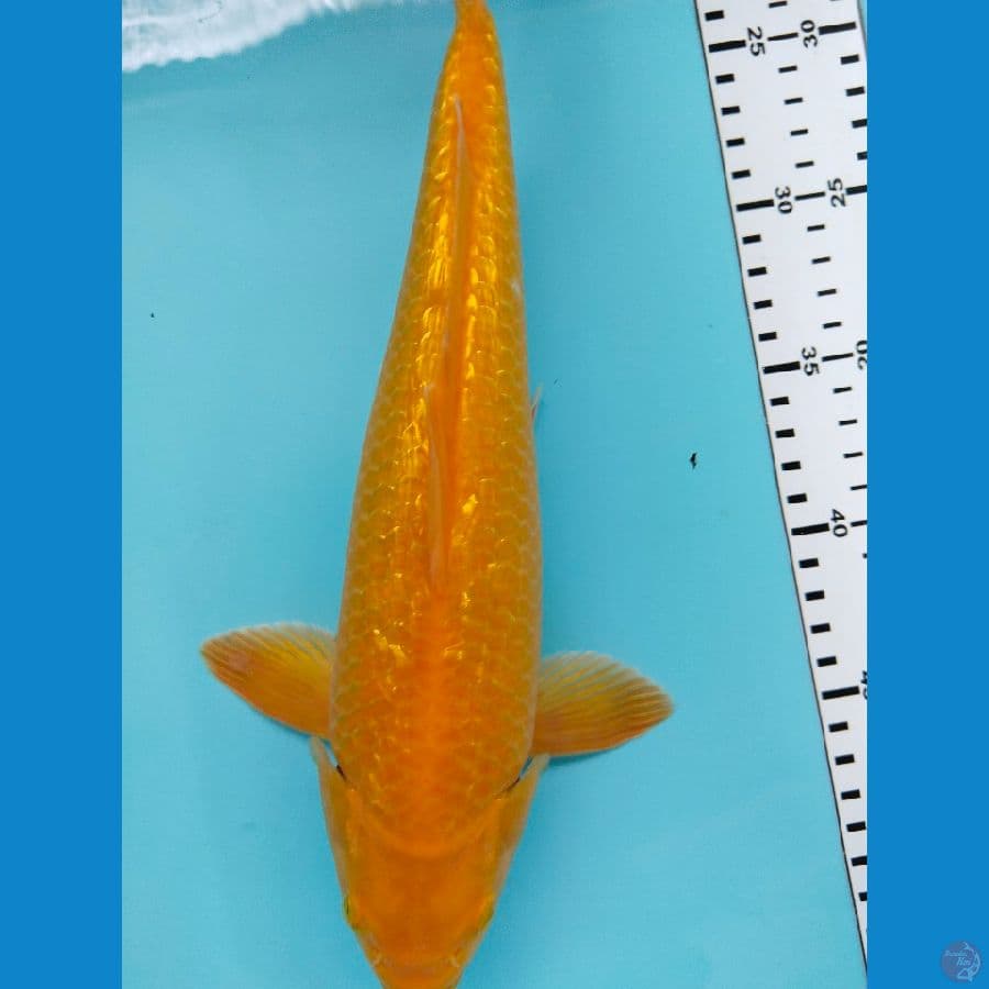 karasi fulgin 33cm