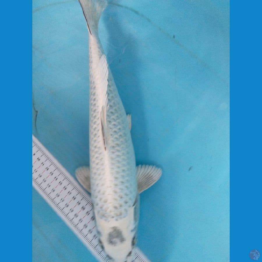 mukasi 40cm