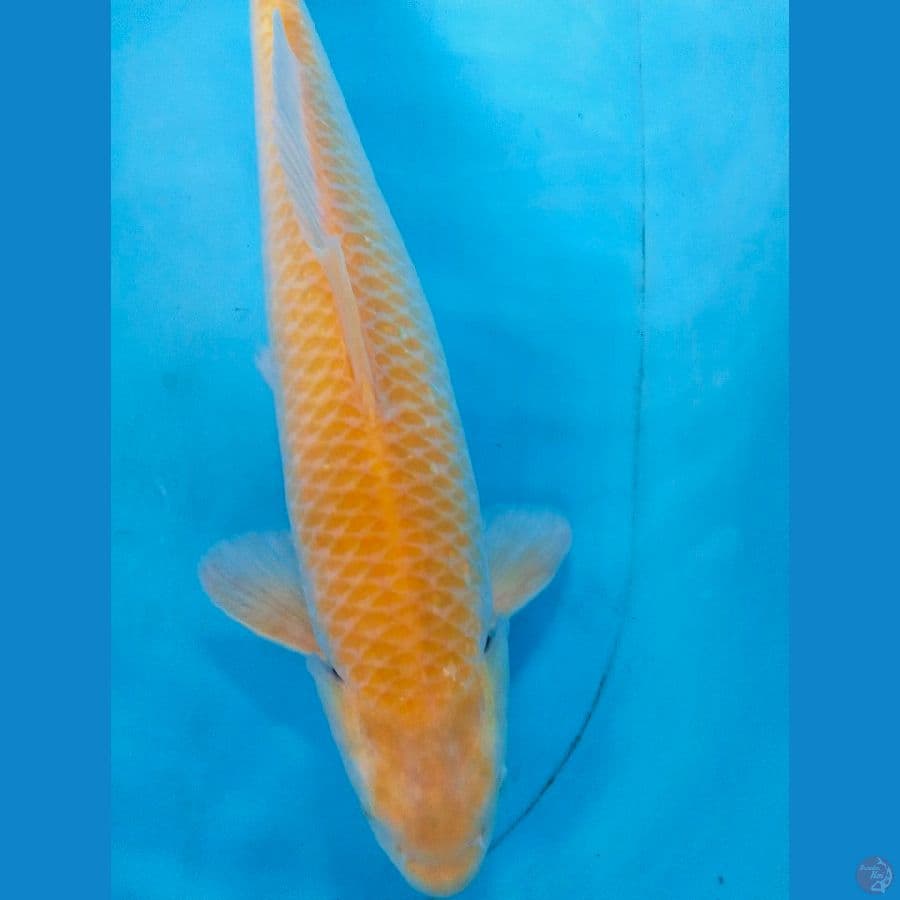 karasi 42cm