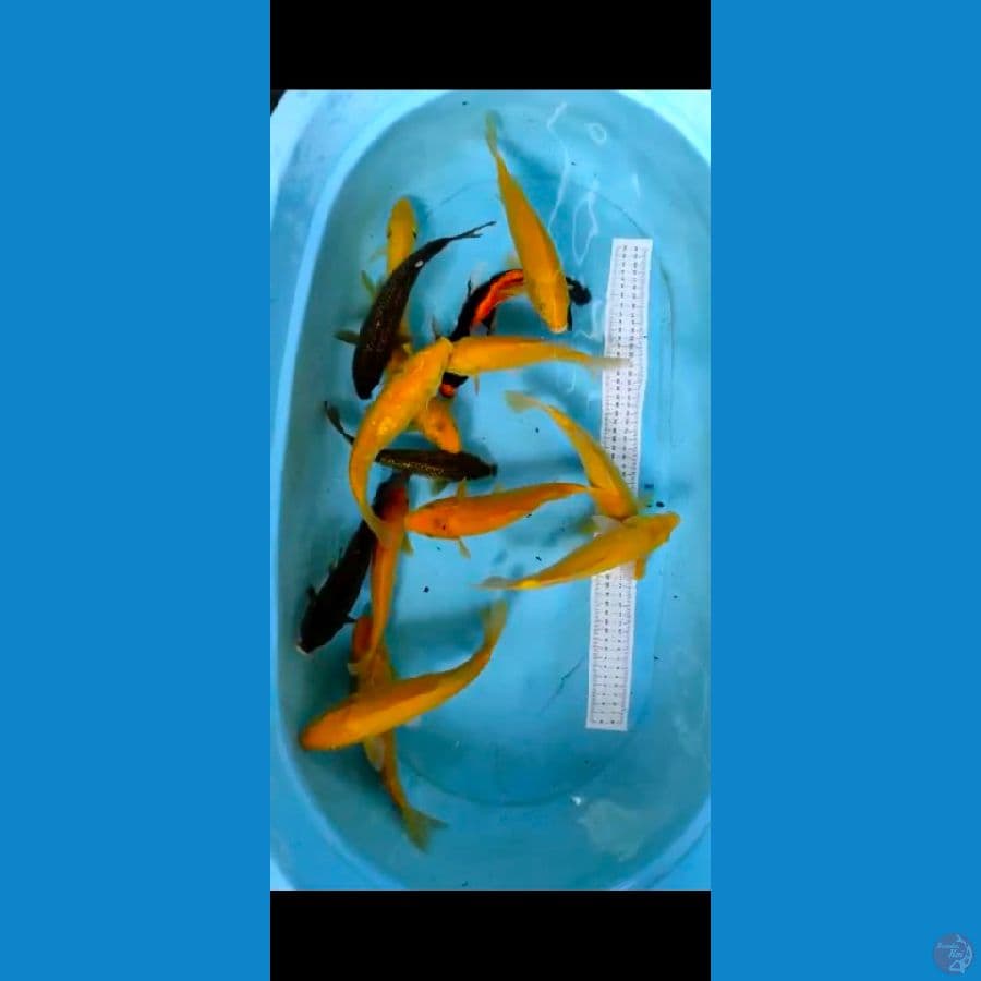 mix 15ekor 21-26cm