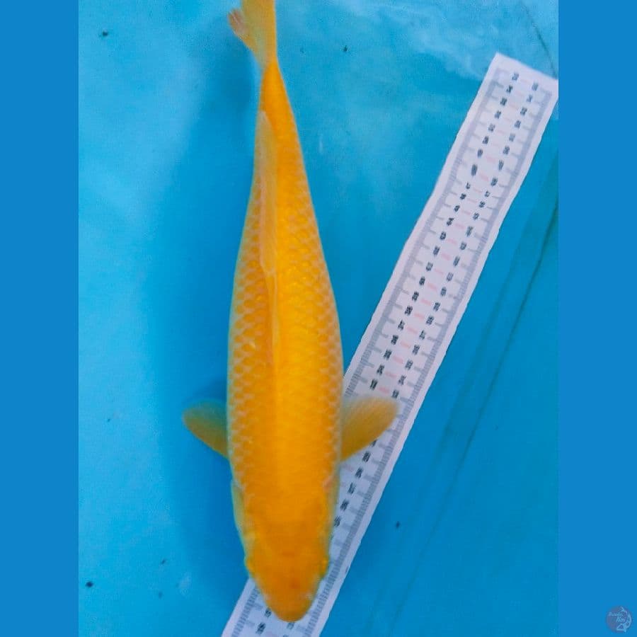 karasi 37cm
