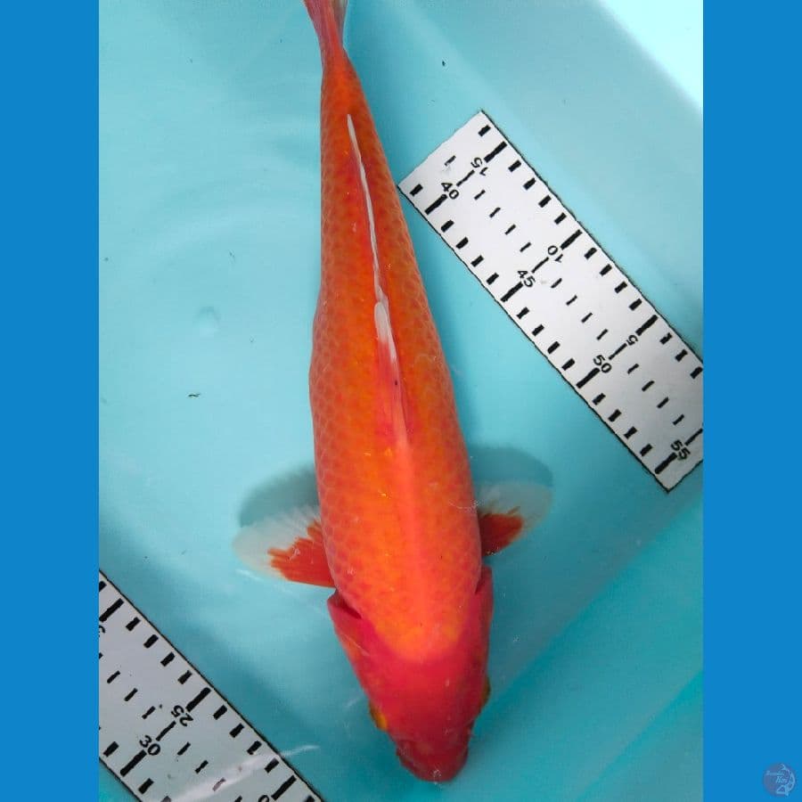 Red karasi 34cm