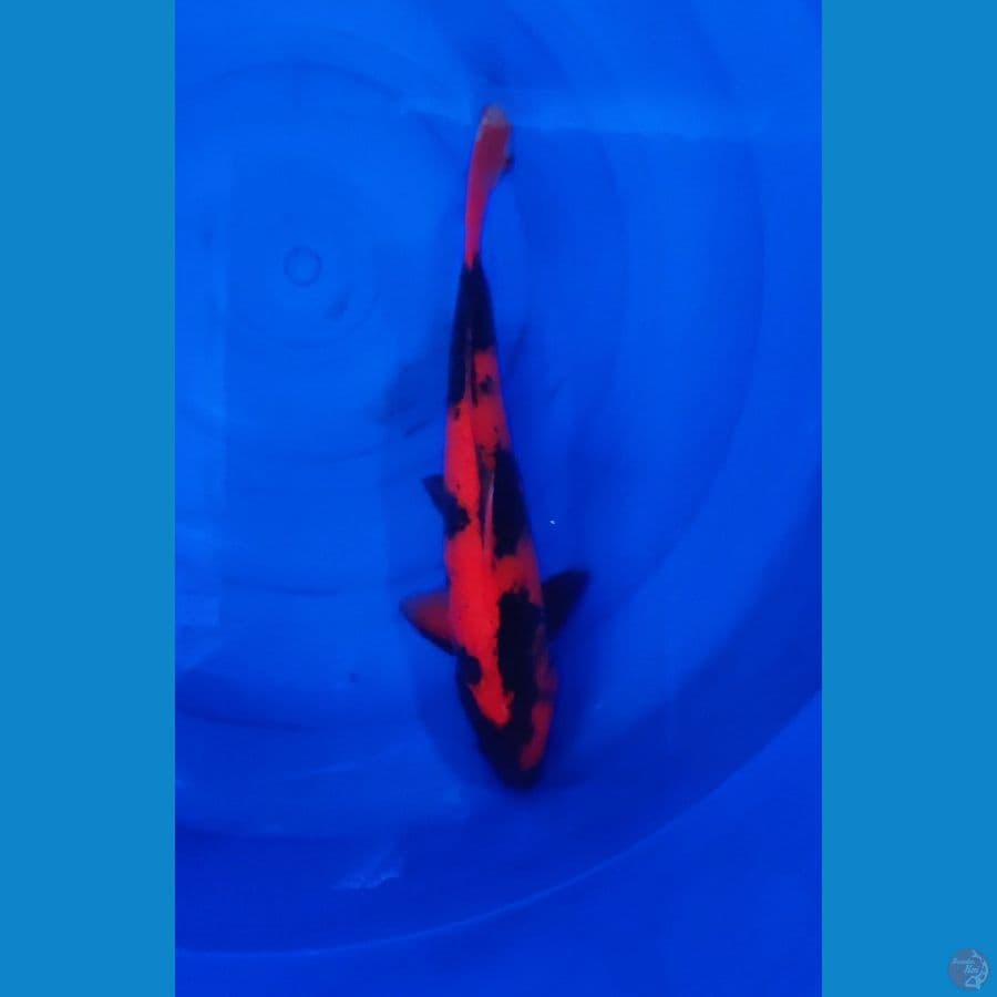 BiG HI-U 42/ MALE
