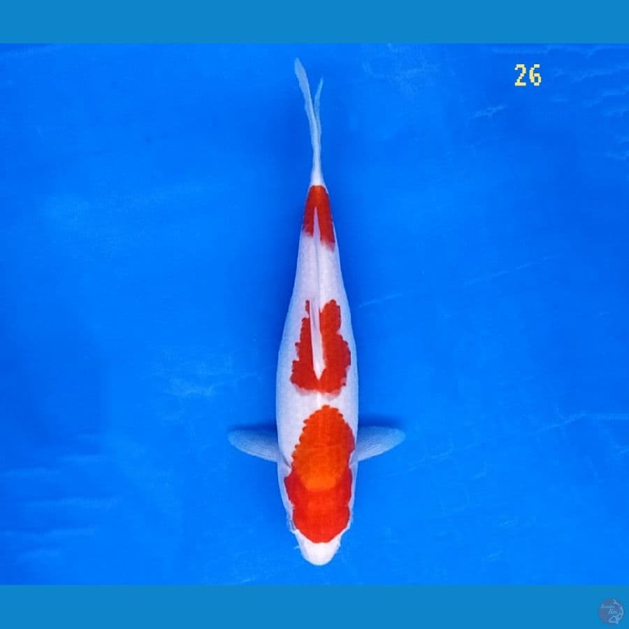 sandan KOHAKU
