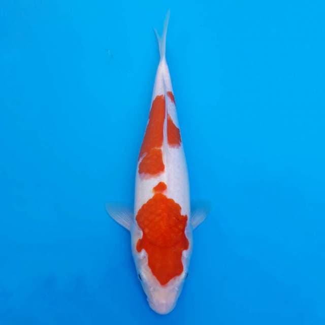 Kohaku