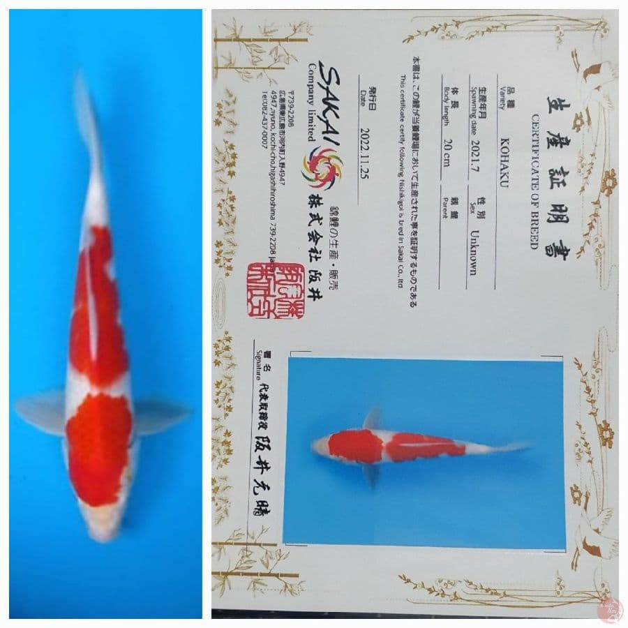 Kohaku Sakai