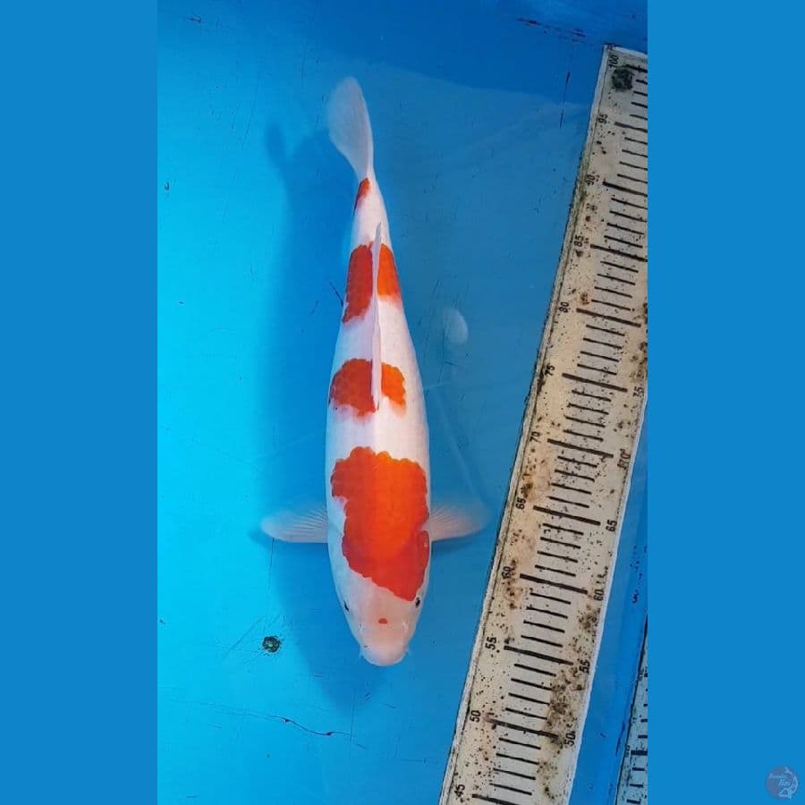 SANDAN KOHAKU 39Cm