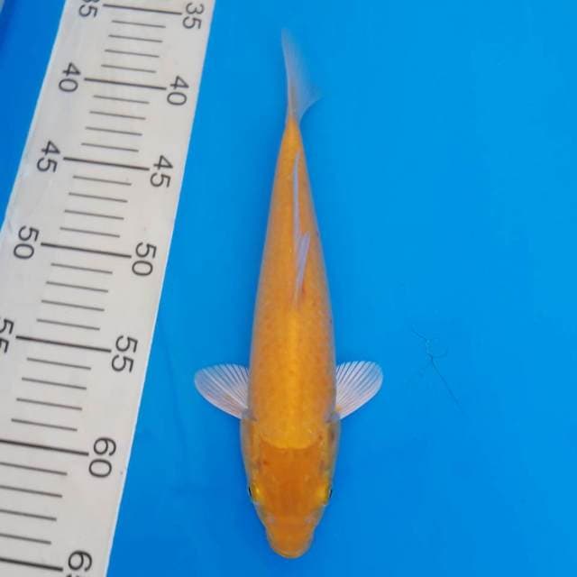 Karashi