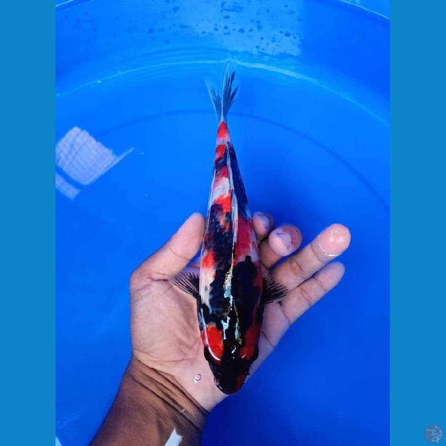 showa 25 cm