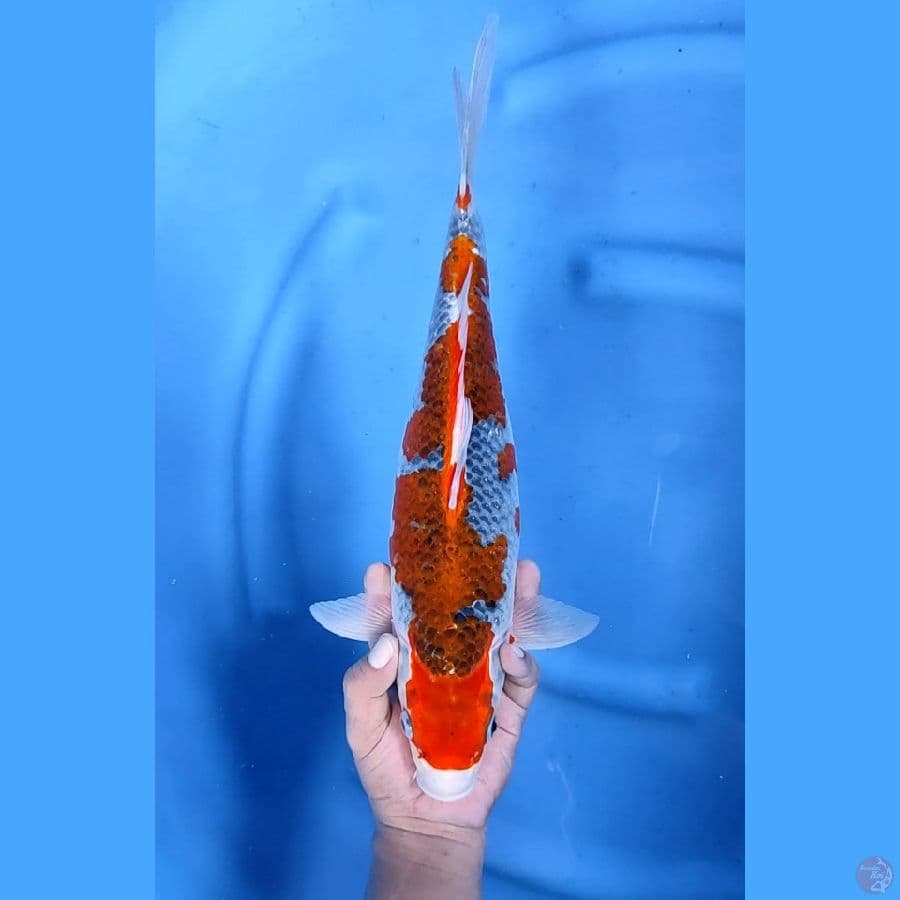39CM # GOSHIKI - F
