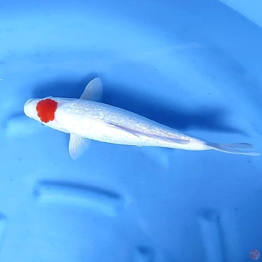 43CM # TANCHO GINRIN KOHAKU - F