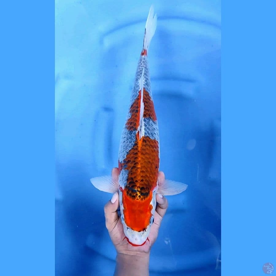 45CM # JUMBO GOSHIKI MANTAP - F