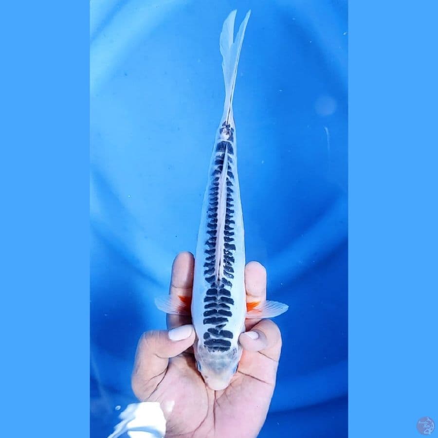 24CM # SHUSUI HANA SEIMBANG - F