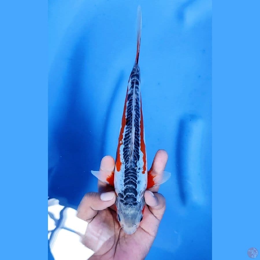 25CM # HANA SHUSUI ISTIMEWA - M