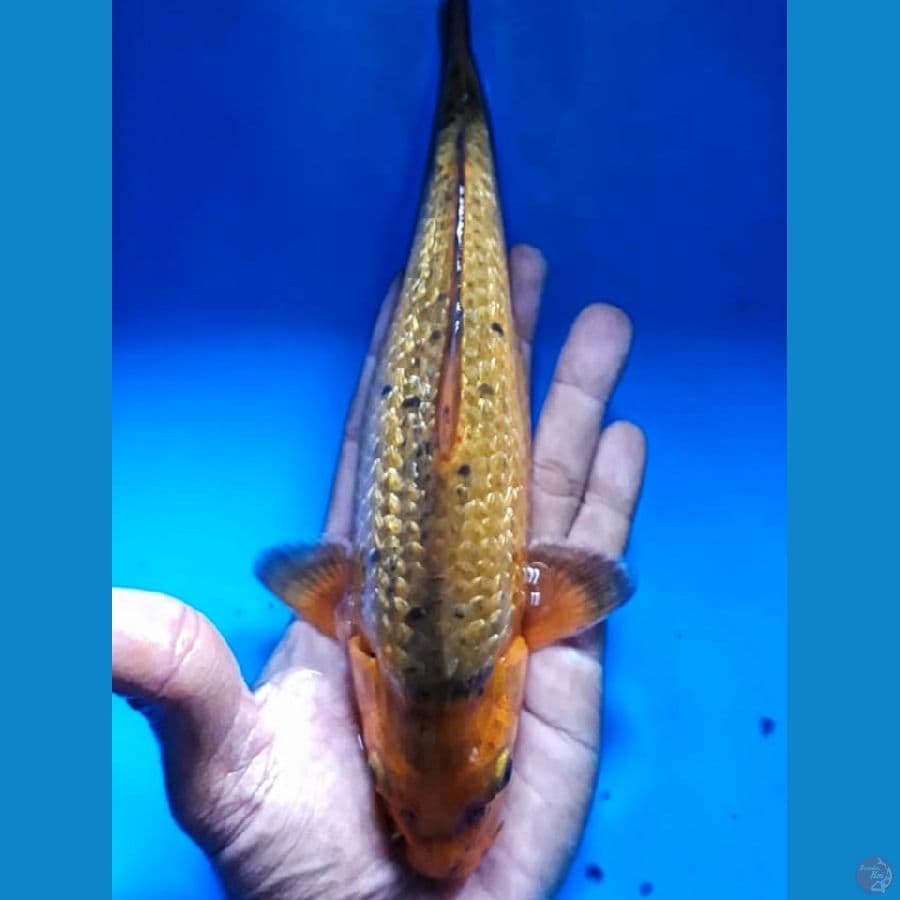 carAmel Ginrin 23 cm Male Lokal