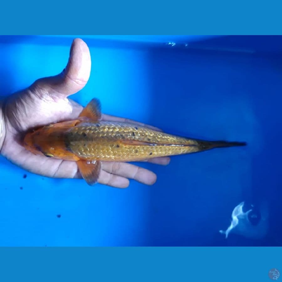 carAmel Ginrin 23 cm Male Lokal