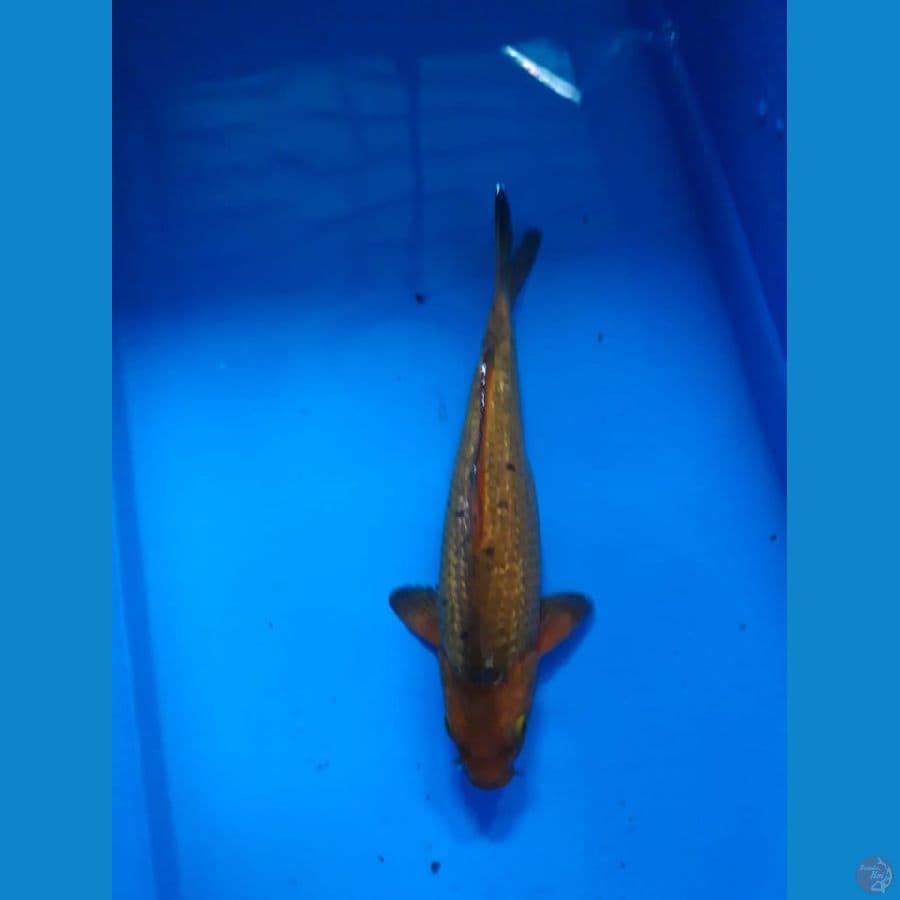 carAmel Ginrin 23 cm Male Lokal