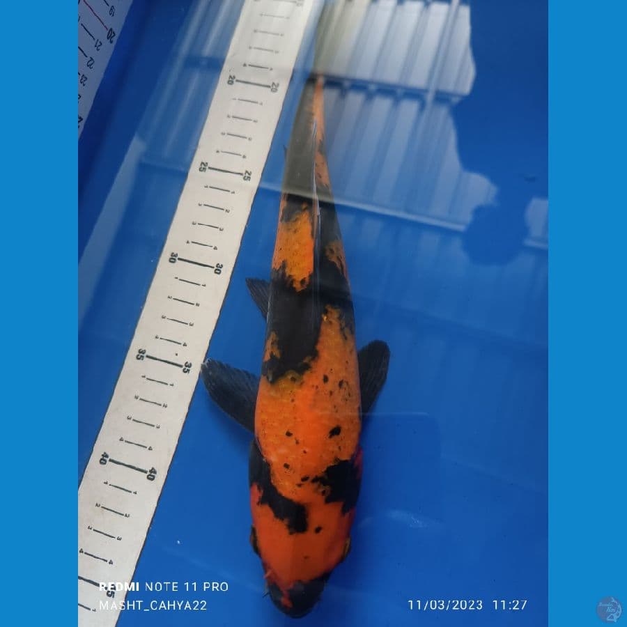 28 cm
