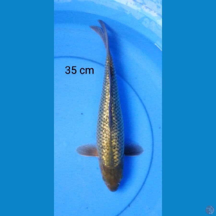 soragoi 35 cm
