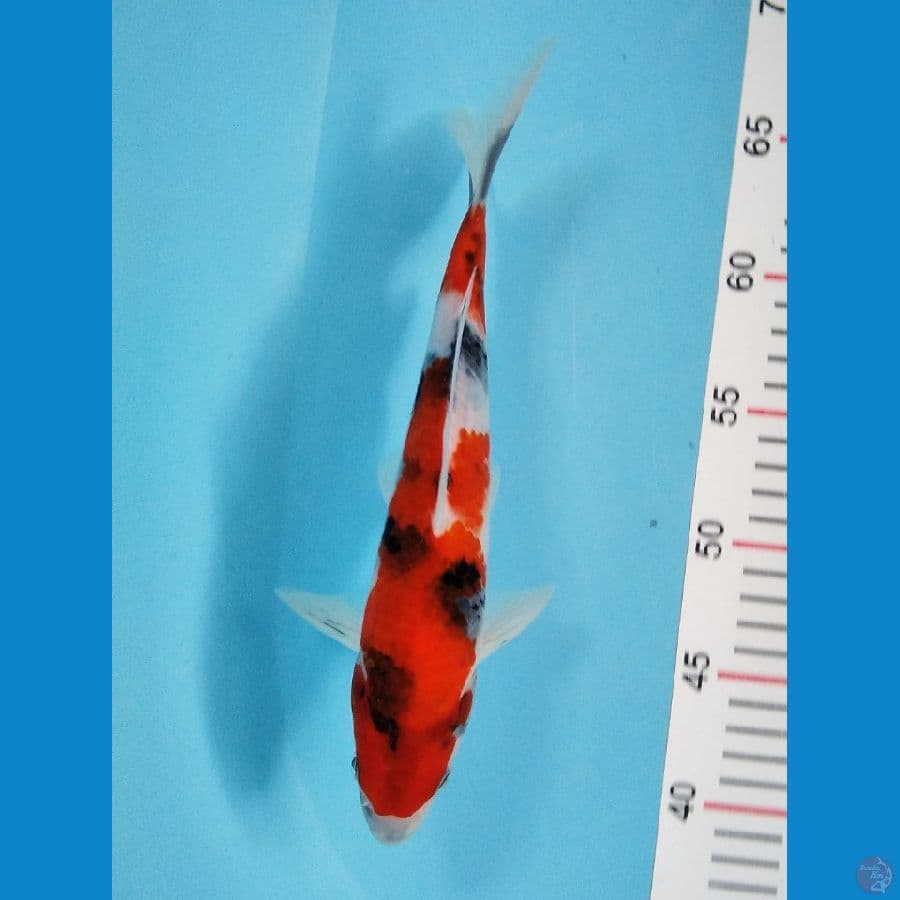 SHOWA 28 CM
