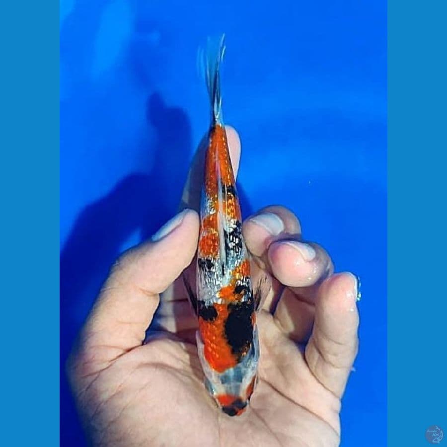 Showa Ginrin SQ 14cm juara 3 show jogja