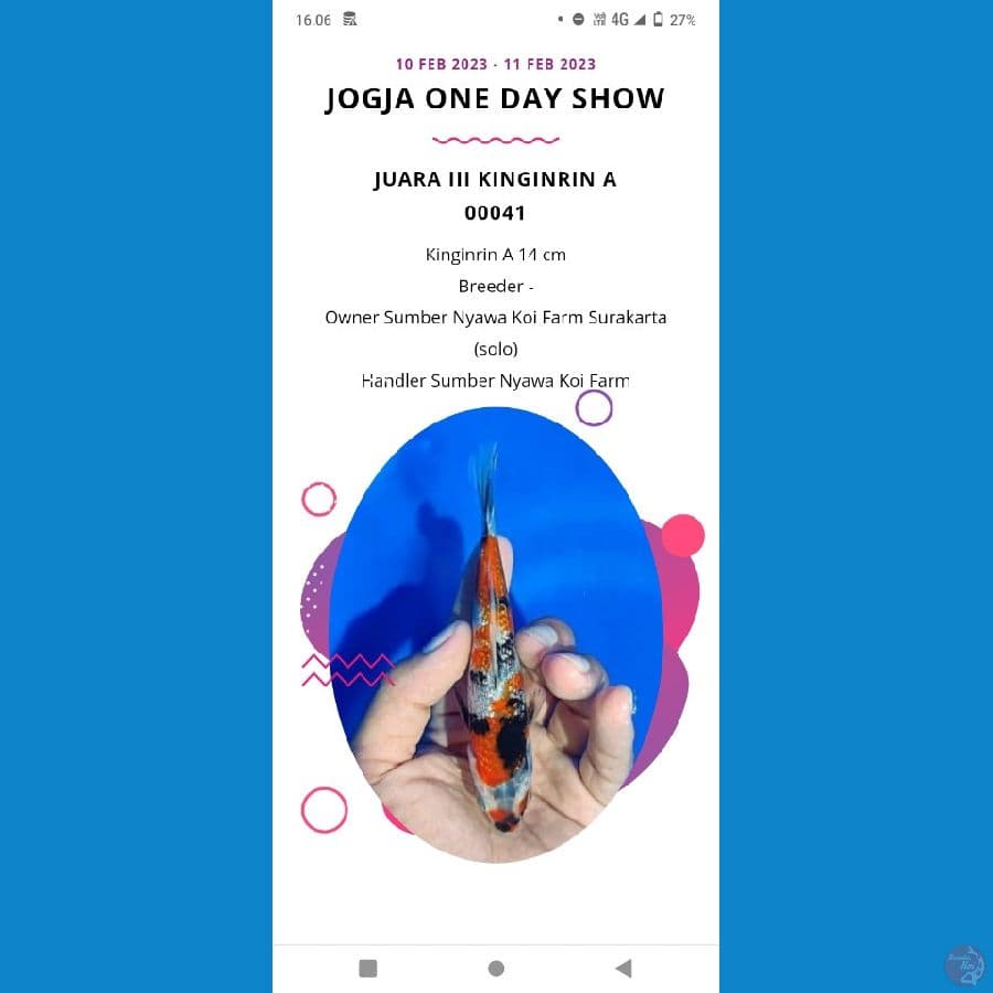 Showa Ginrin SQ 14cm juara 3 show jogja