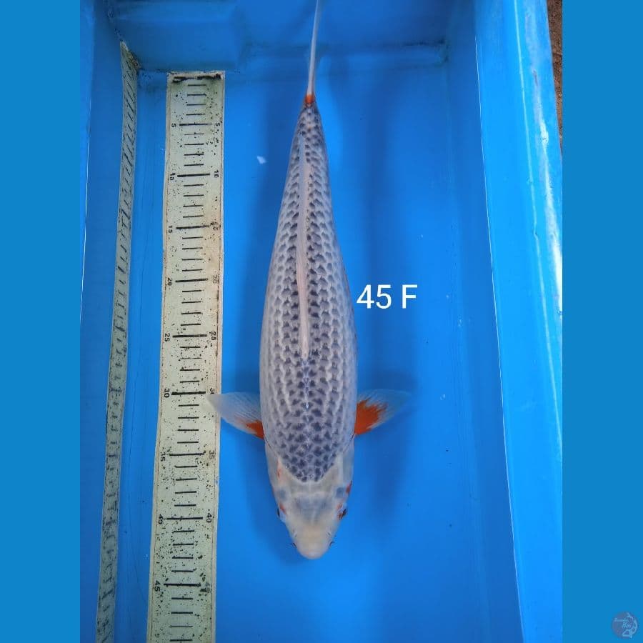 asagi 45cm F