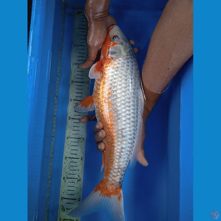 asagi 45cm F