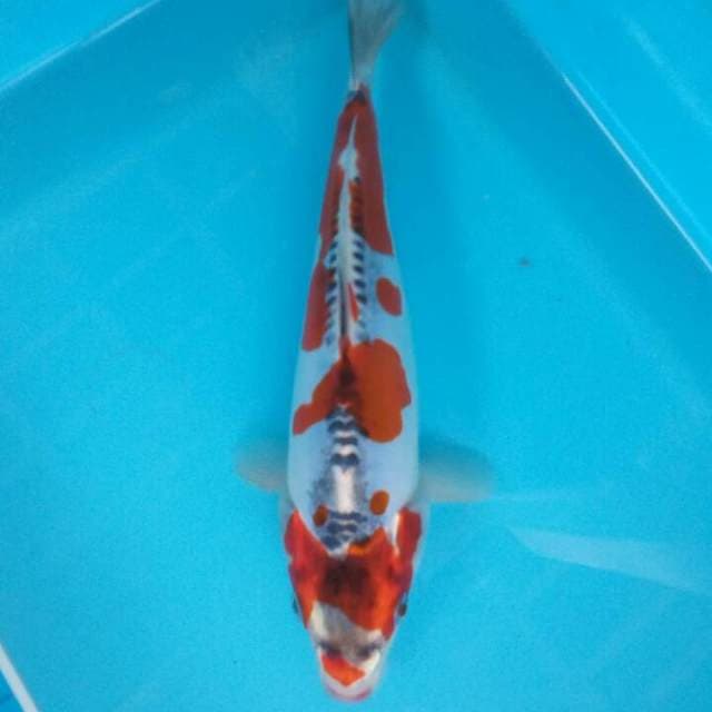 Kujaku doits