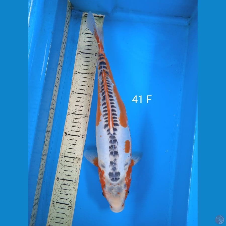 shusui 41cm F
