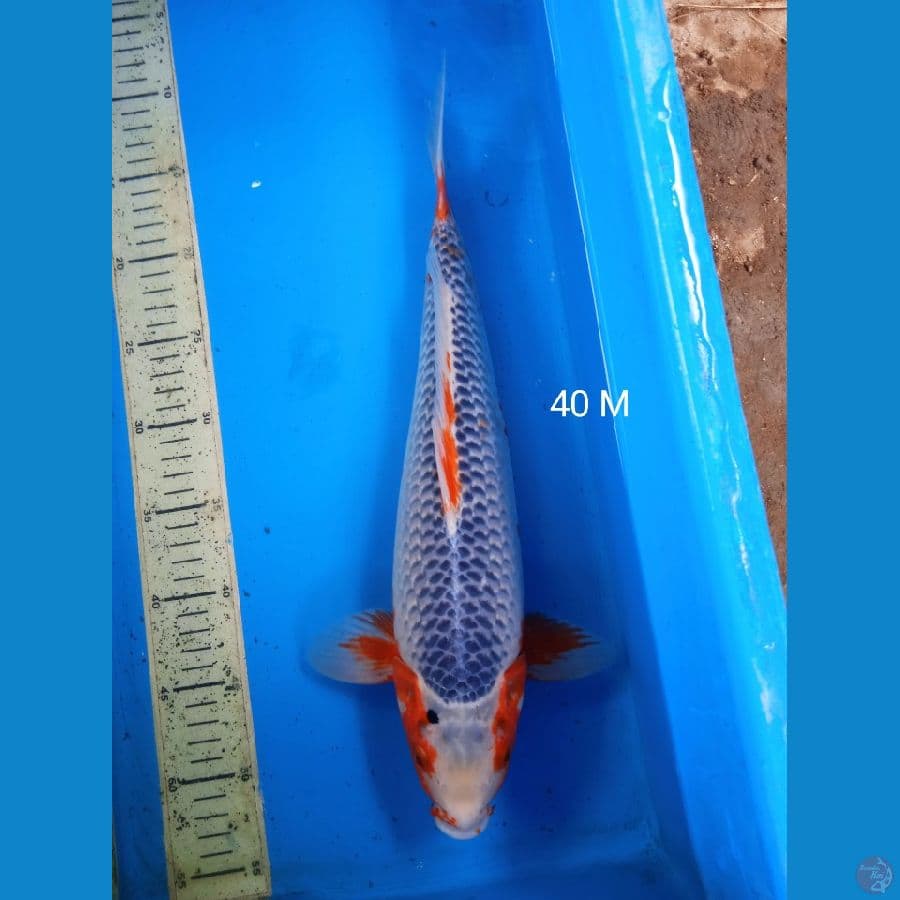 asagi 40cm M
