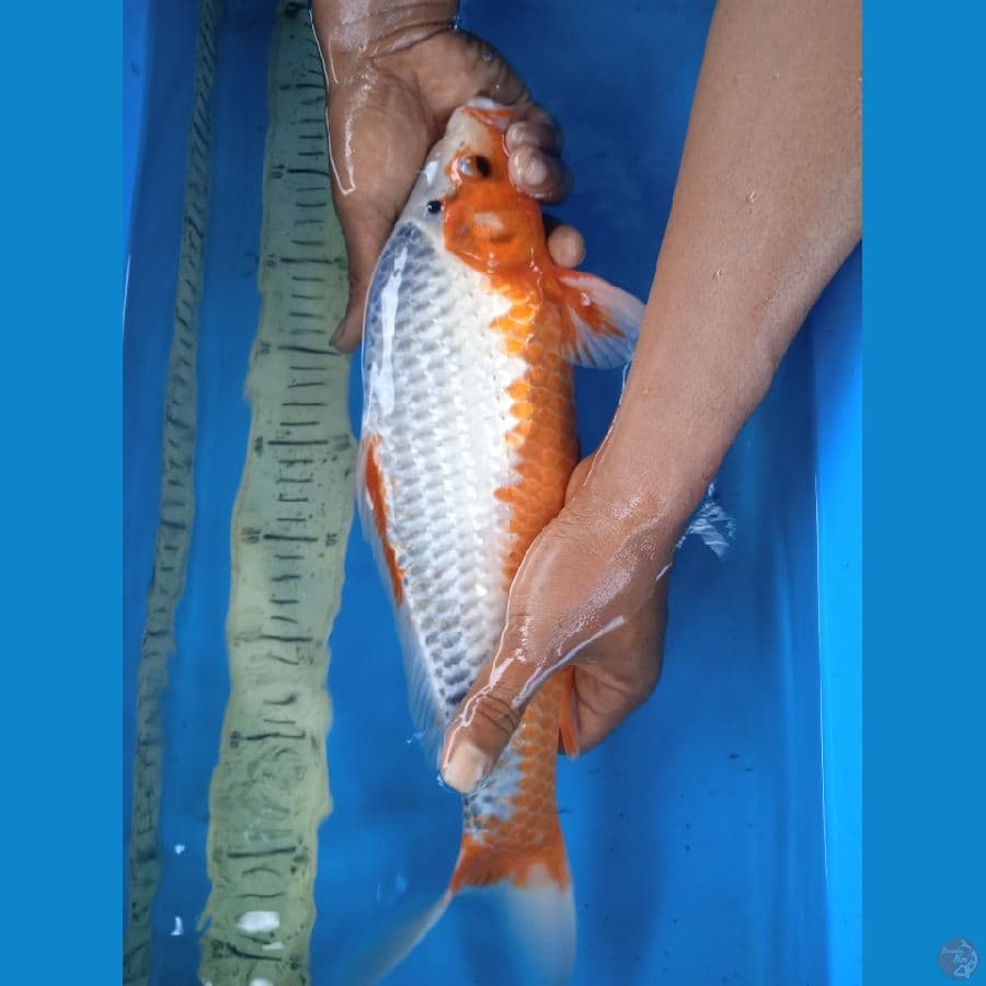 asagi 40cm M