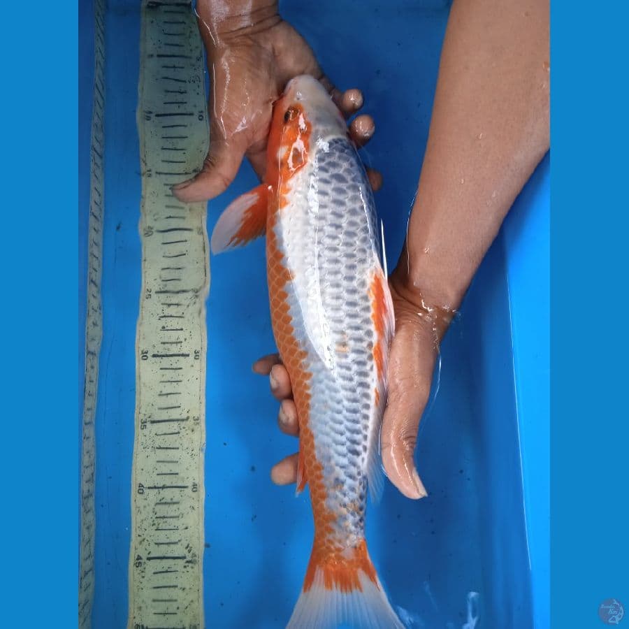 asagi 40cm M