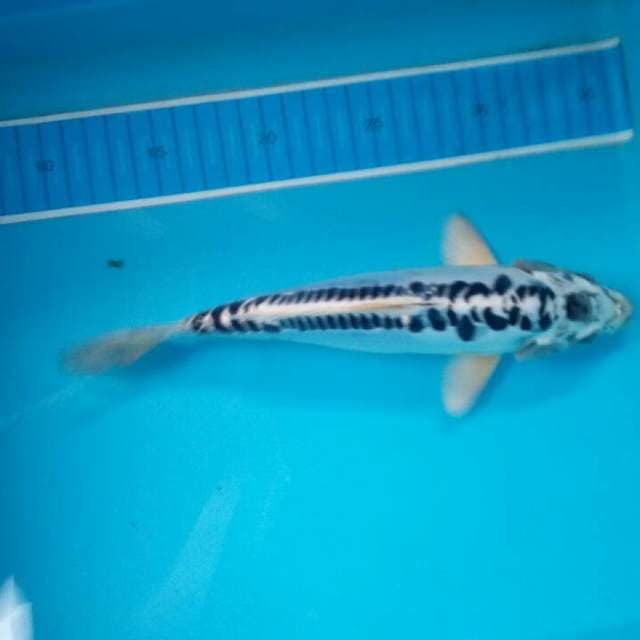 Kiko