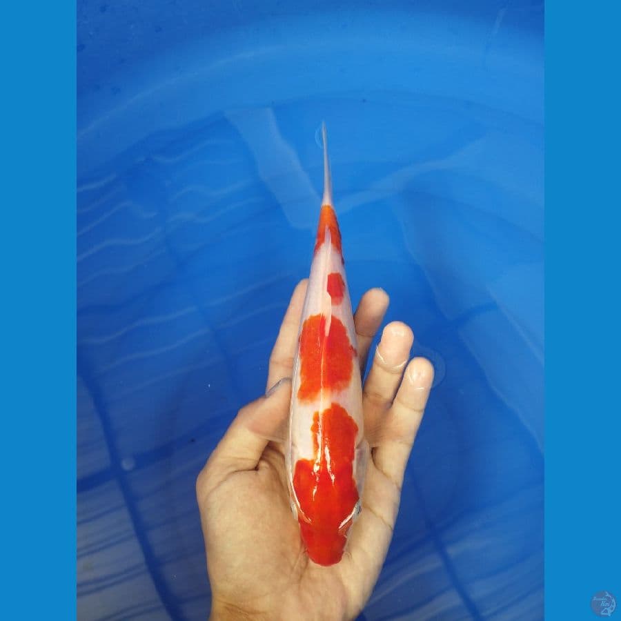 Kohaku