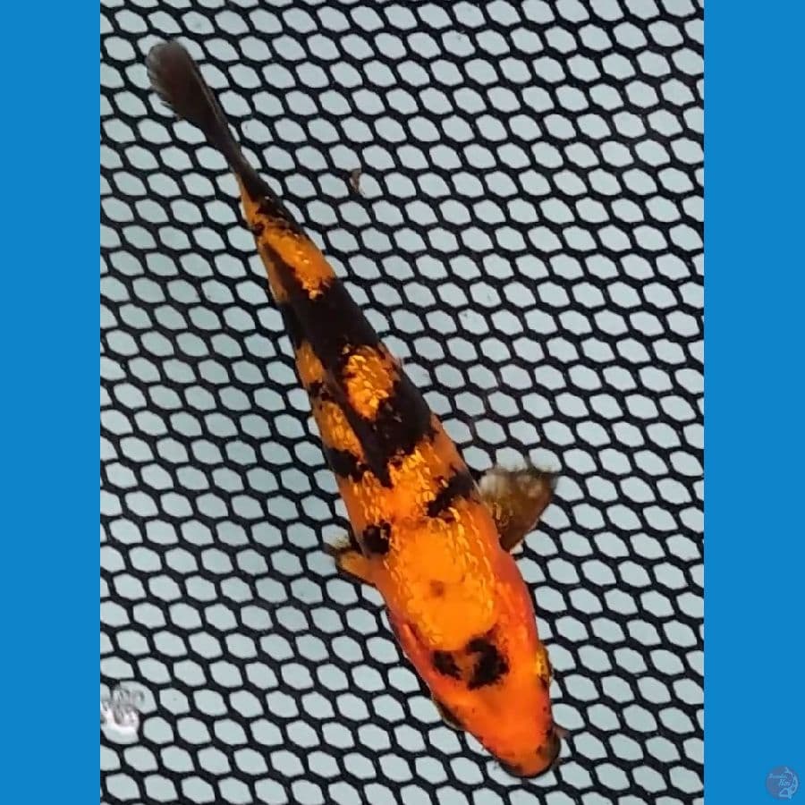 HIUTSURI GINRIN 12 CM SQ TEMBUS