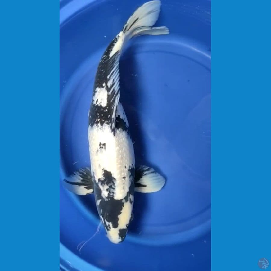 Shiro 50 cm Ginrin